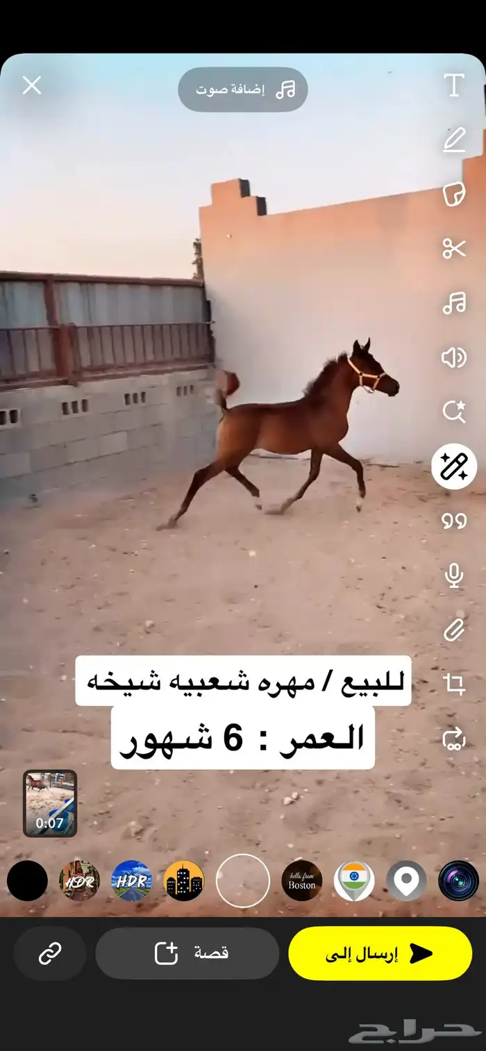 للبيع مهره شعبية شيخة 2