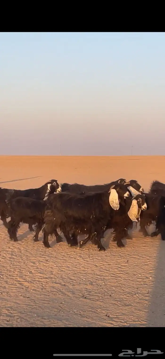 معزا عوارض دفيع بفحولها مراح 5