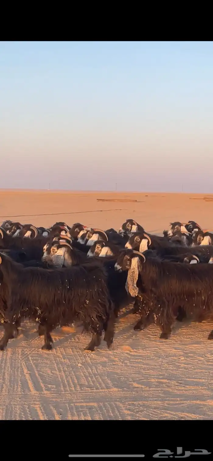 معزا عوارض دفيع بفحولها مراح 2