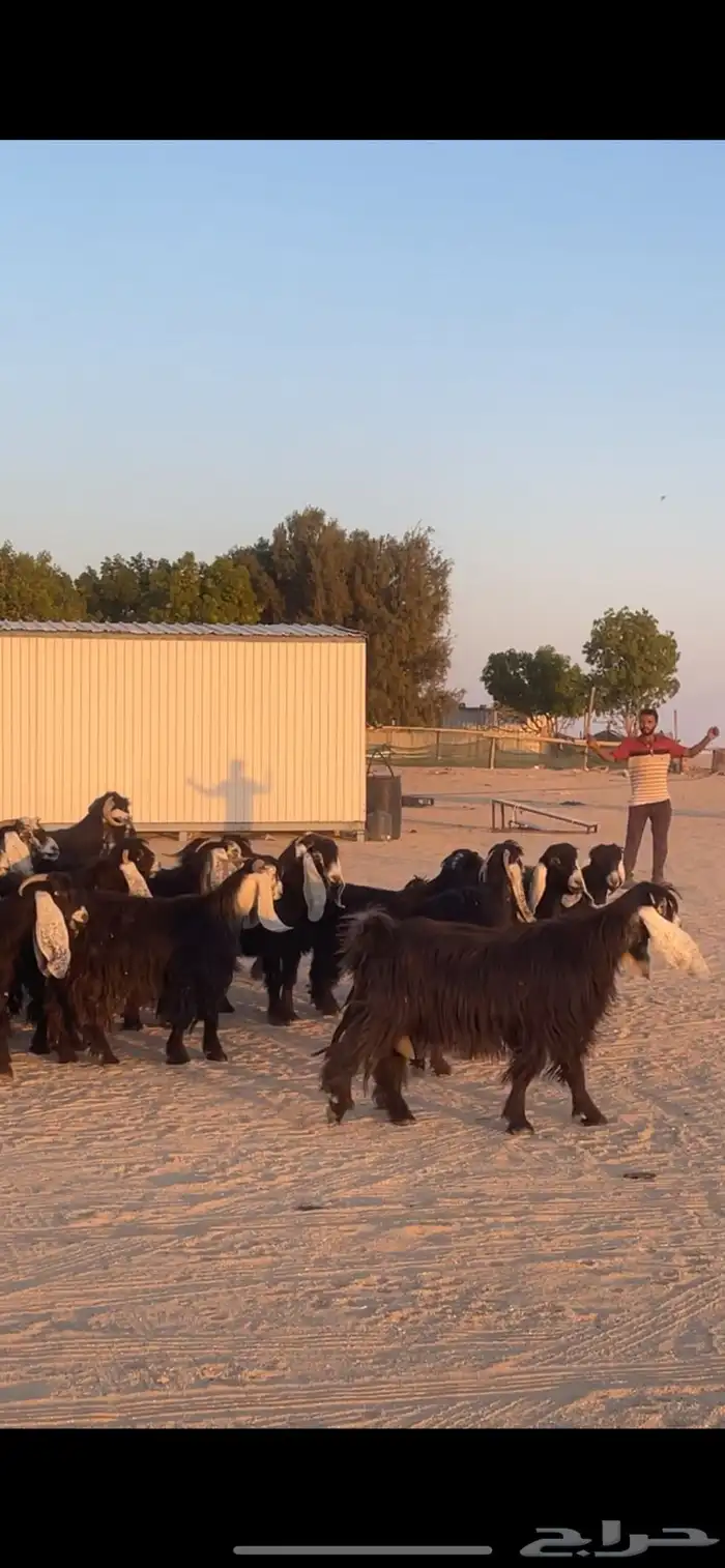 معزا عوارض دفيع بفحولها مراح 9