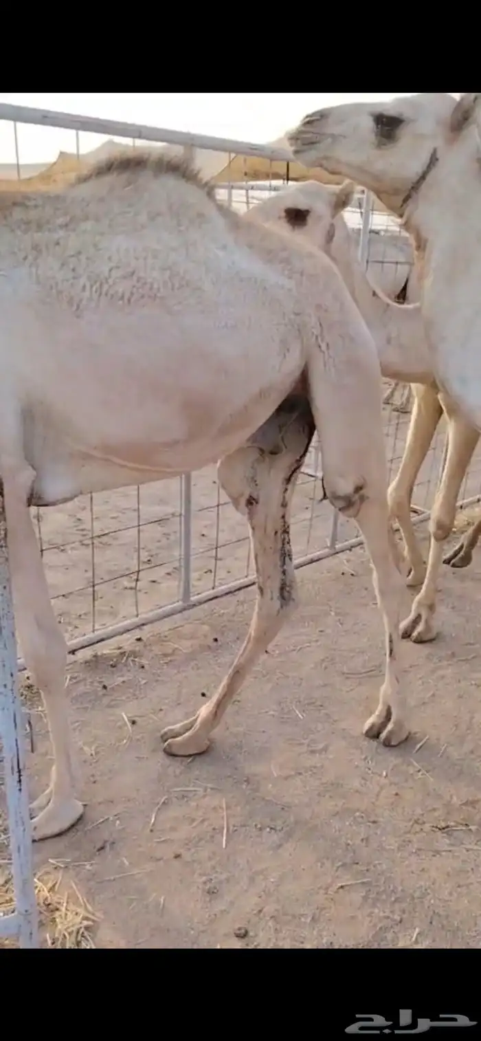 قعدان نخب أول للتجار والملاحم   الكمية ماشاء الله 5