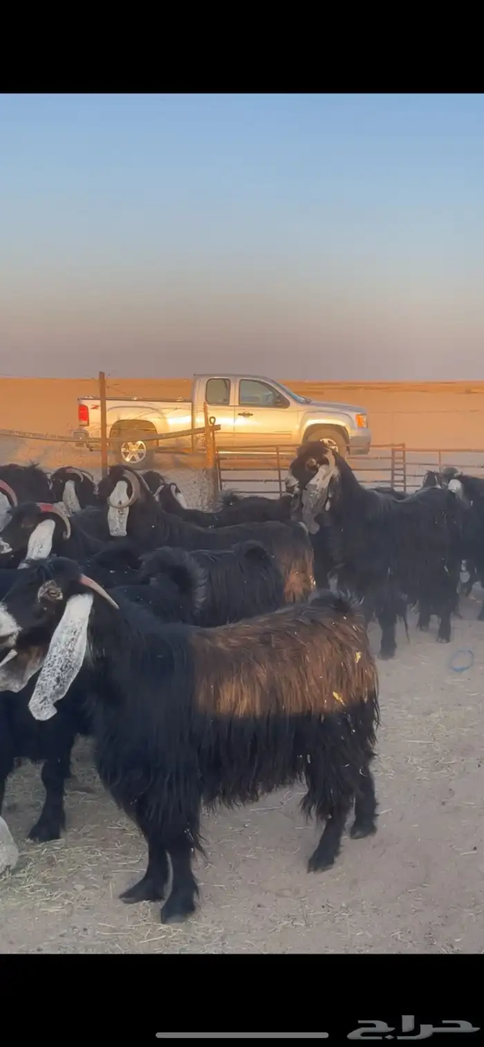 معزا عوارض دفيع بفحولها مراح 18