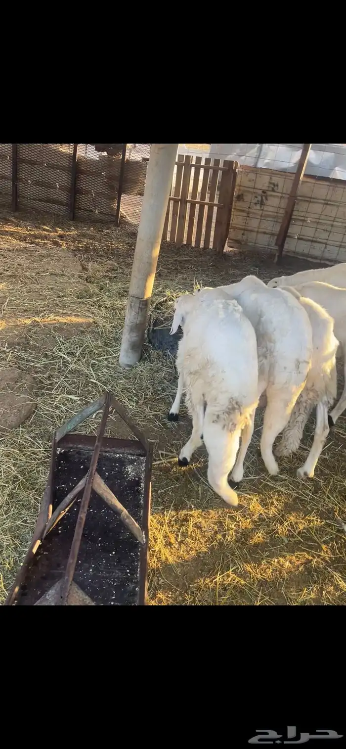 سواكن جبره مربى 4 اشهر شي فاخر 3