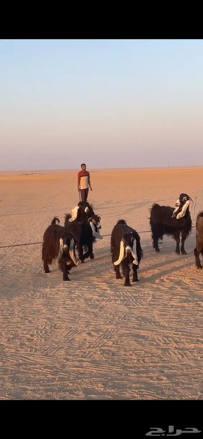 معزا عوارض دفيع بفحولها مراح 11