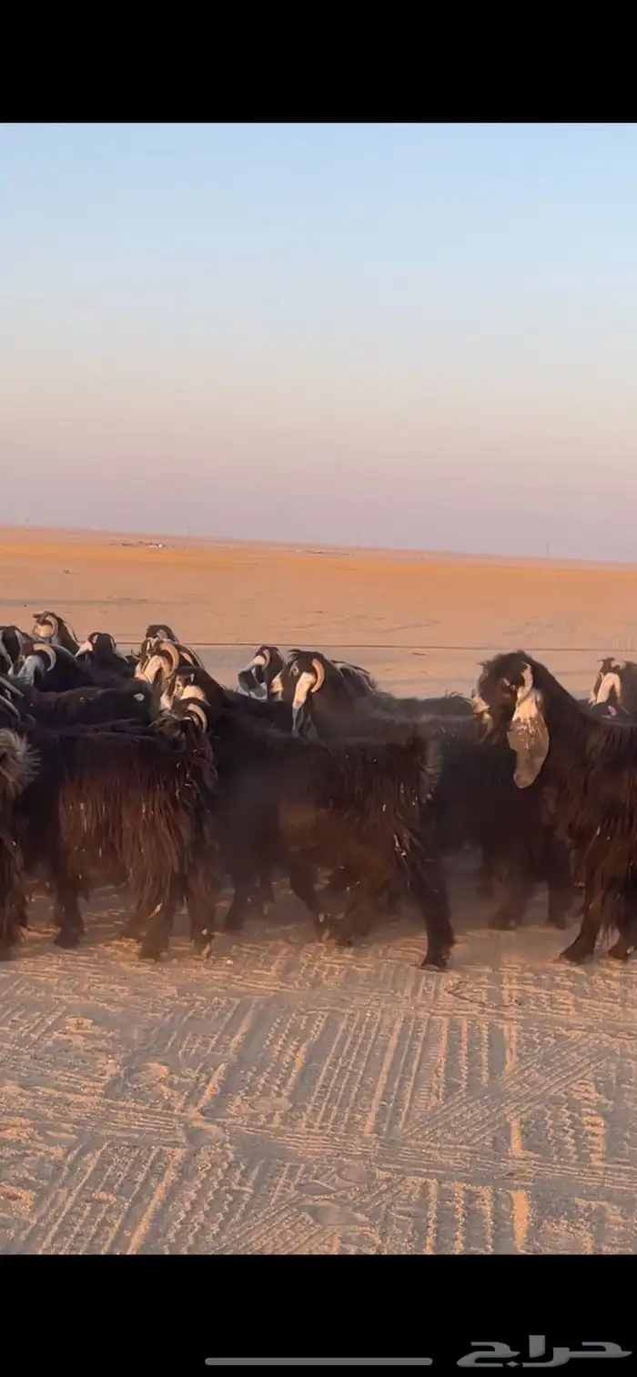 معزا عوارض دفيع بفحولها مراح 3