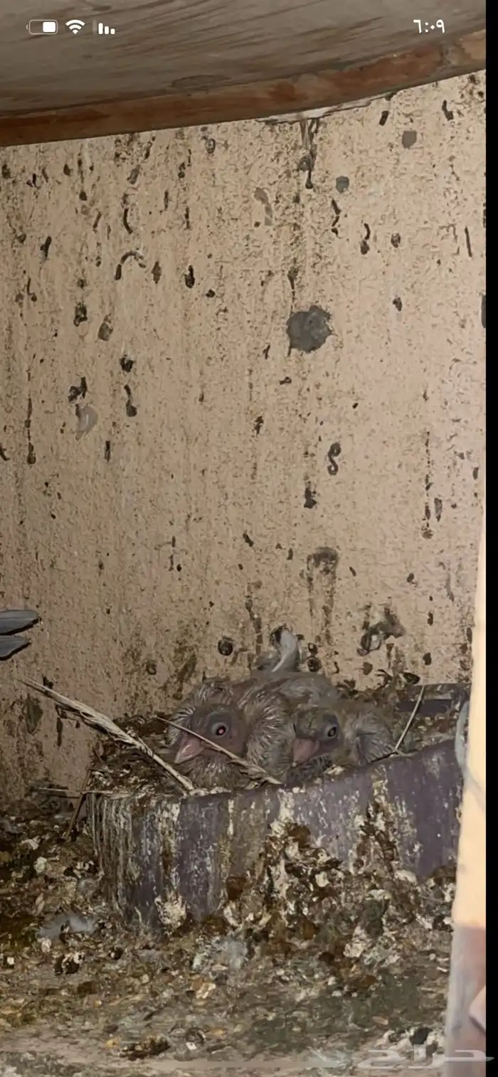 زوج شامي كفو 3