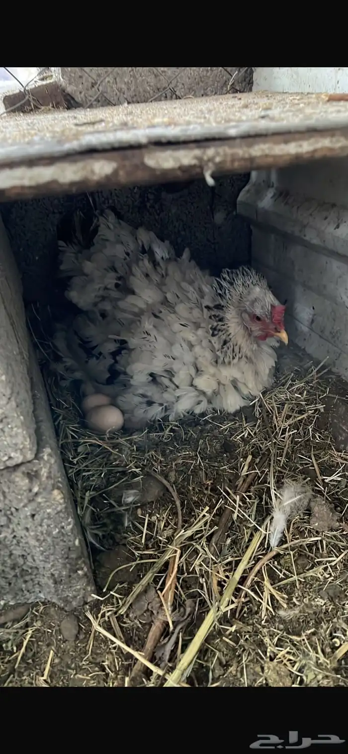 دجاج براهمه 0