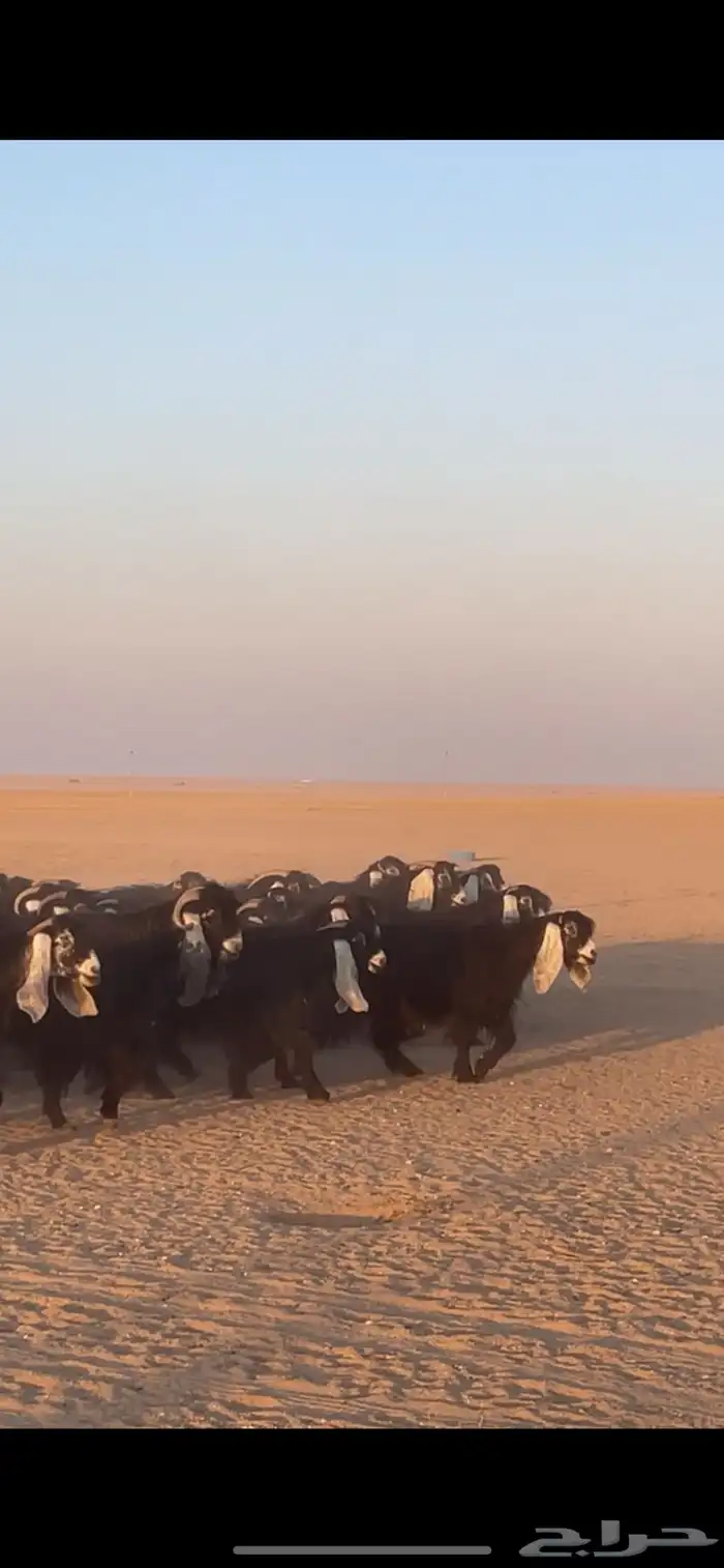 معزا عوارض دفيع بفحولها مراح 7