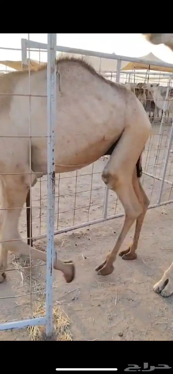 قعدان نخب أول للتجار والملاحم   الكمية ماشاء الله 2