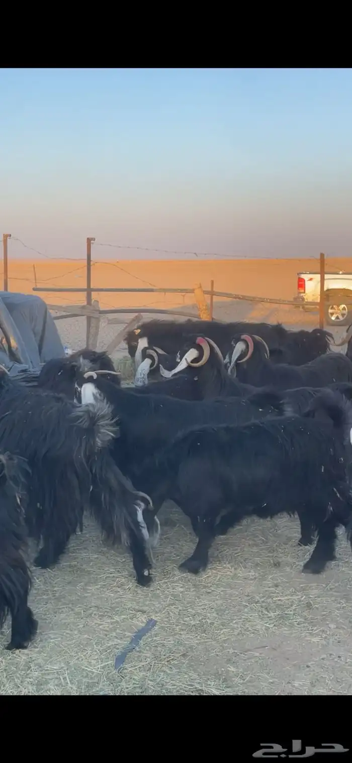 معزا عوارض دفيع بفحولها مراح 17