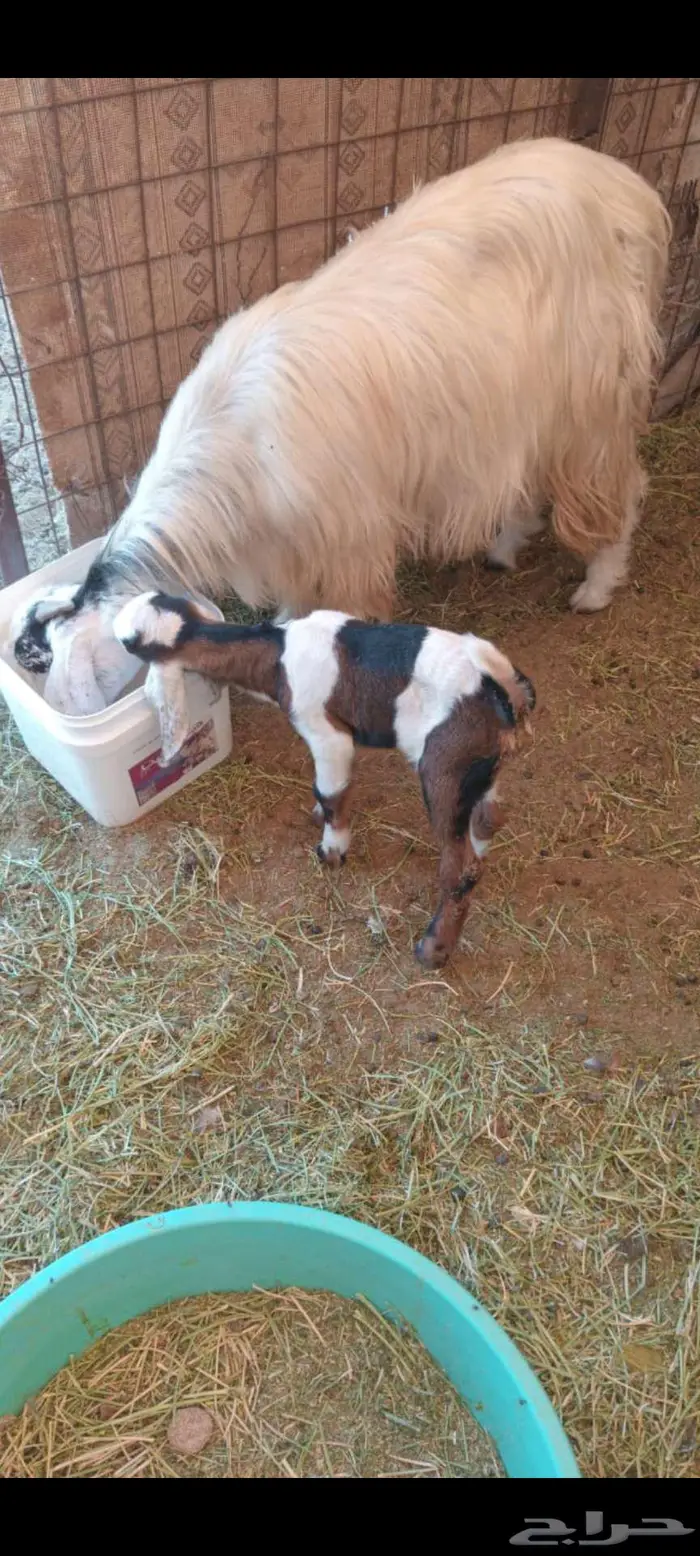 نوادر التيوس الأم بيضاء والأب أسود عارضي 2