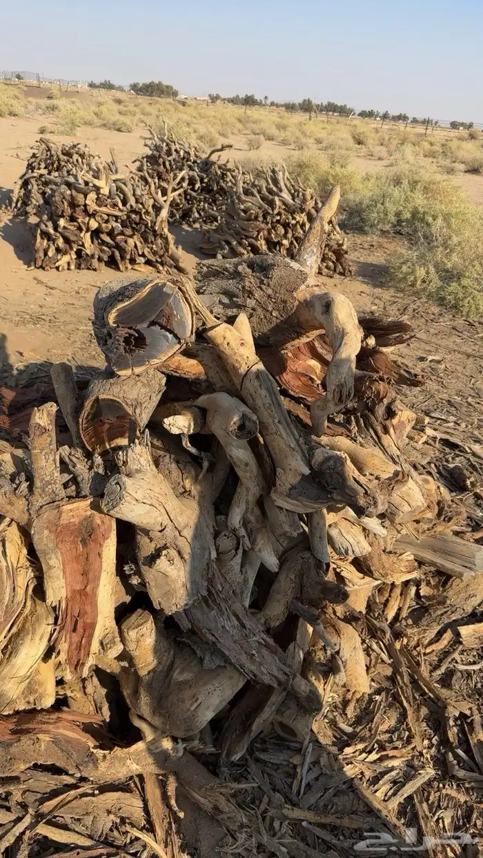 حطب مستورد س م ر 2