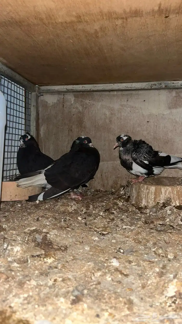 للبيع قلابي 0