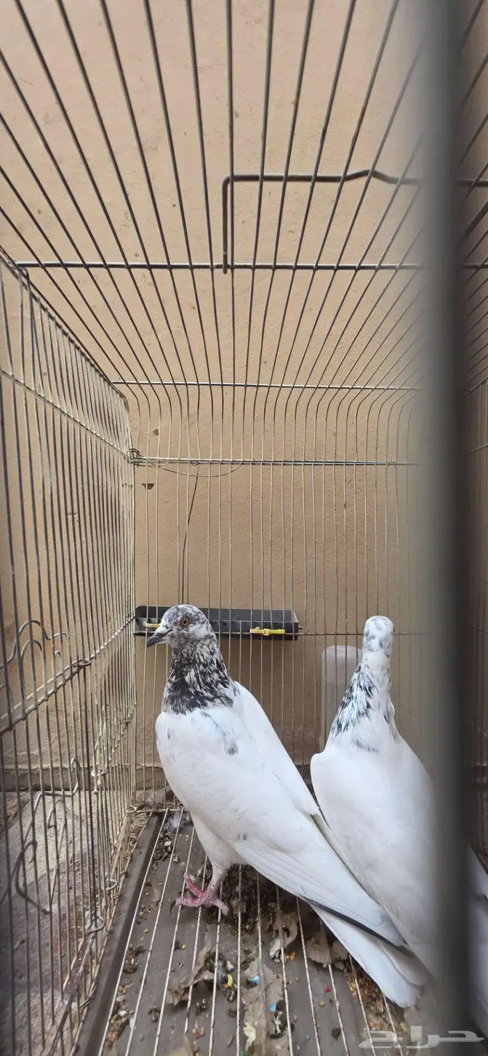 حمام باكستاني 2