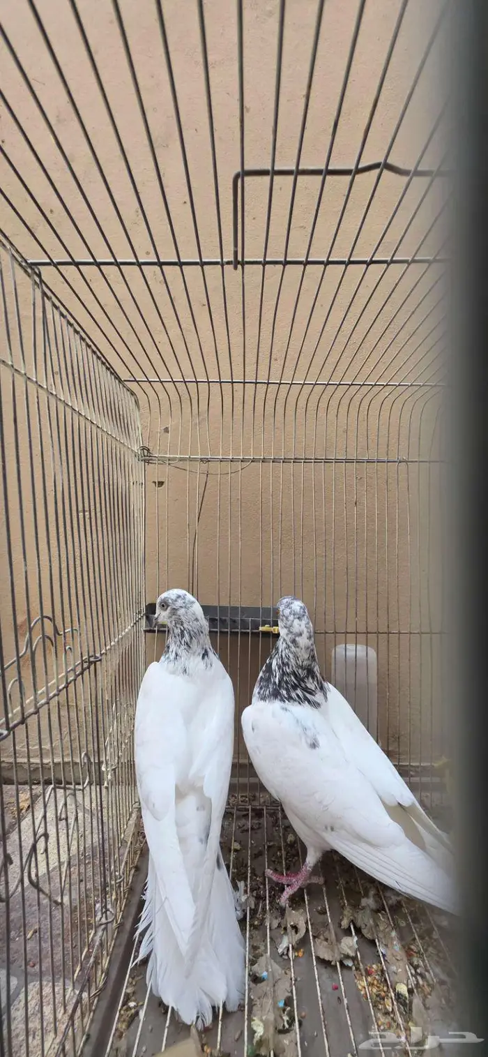 حمام باكستاني 0