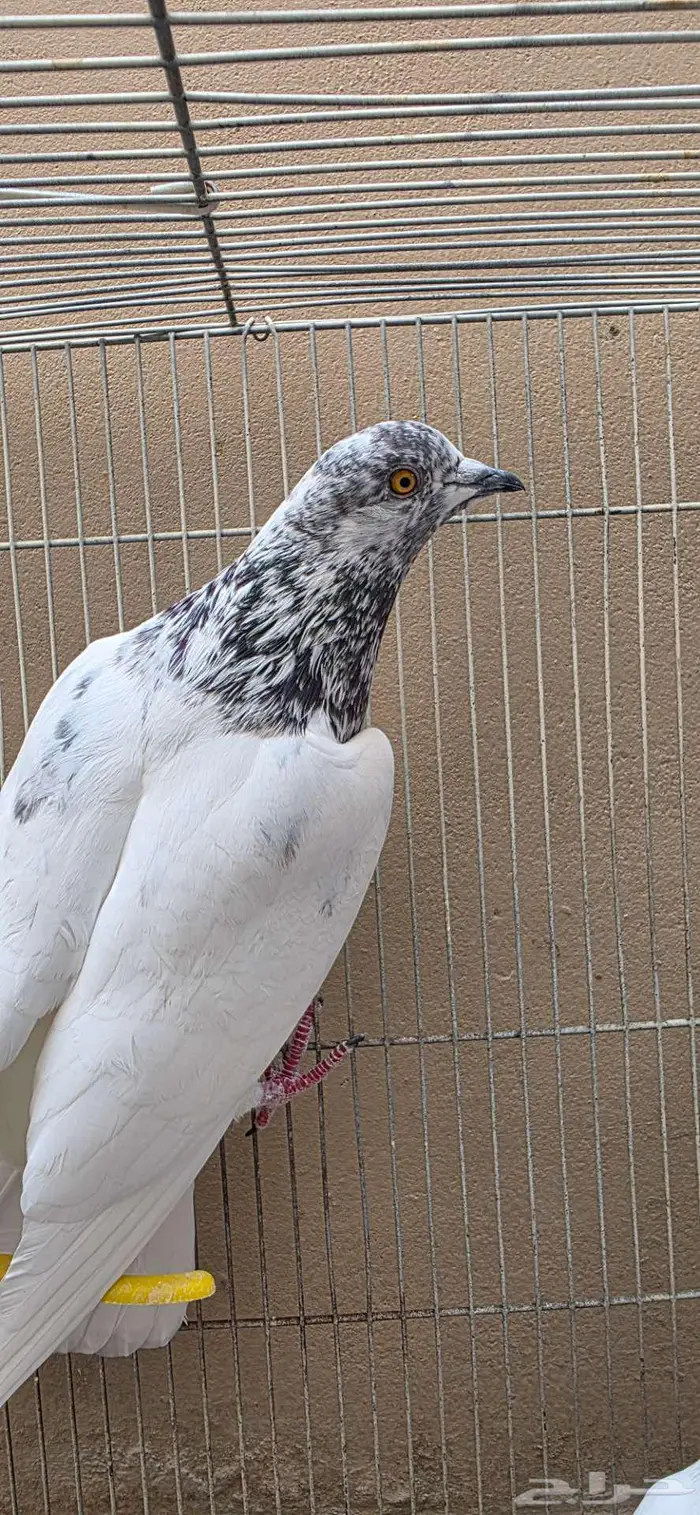 حمام باكستاني 3