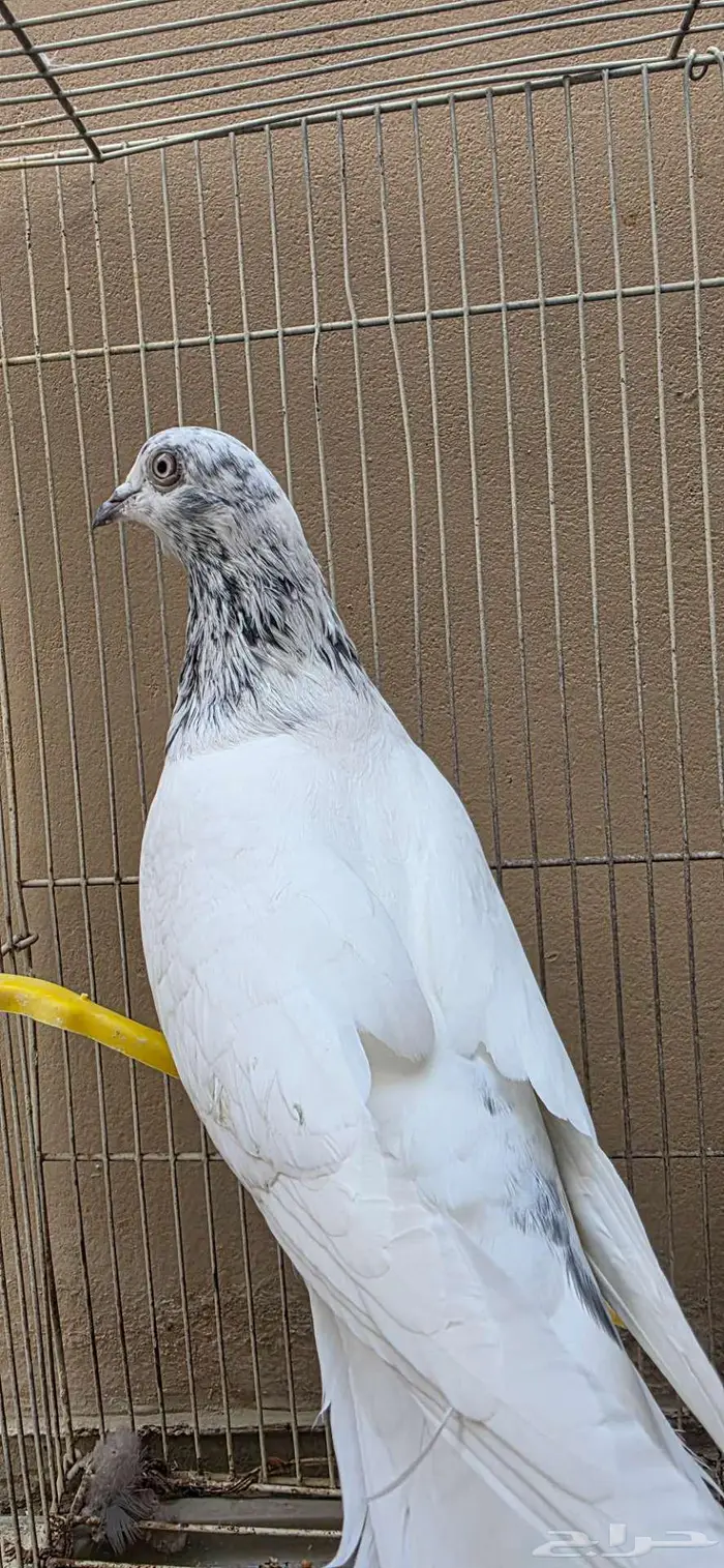 حمام باكستاني 1