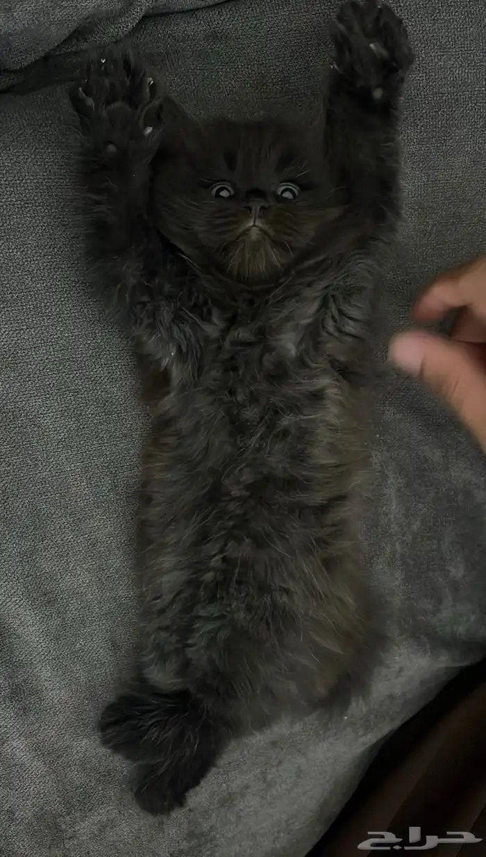 قطط صغيرة كيتن 2