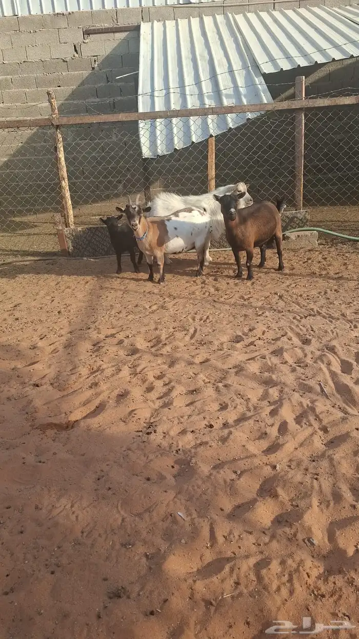 معزاء قزمي مع التيس 3