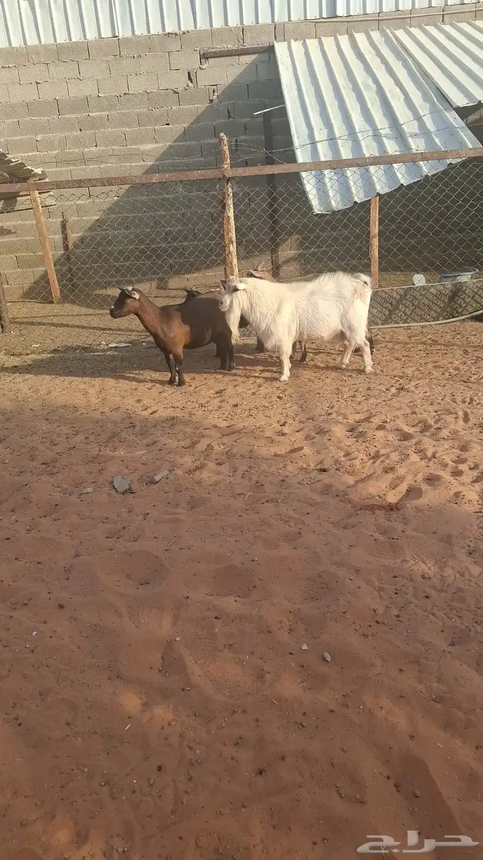 معزاء قزمي مع التيس 0