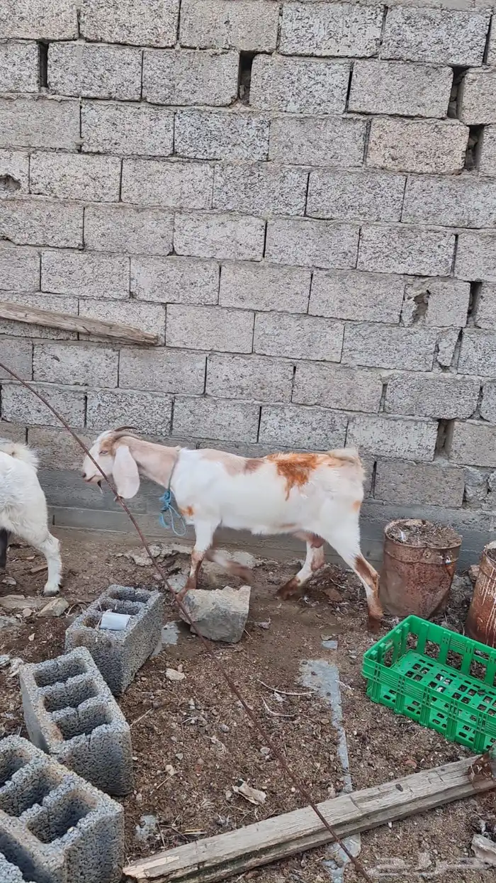 عنز طيبة بالحيل 4