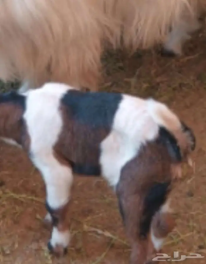 نوادر التيوس الأم بيضاء والأب أسود عارضي 0