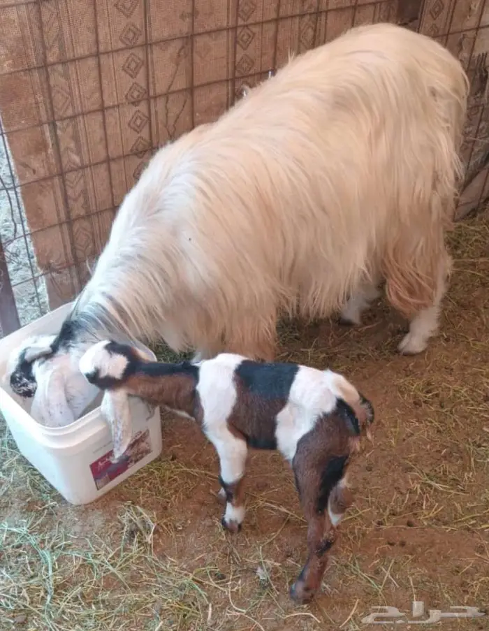 نوادر التيوس الأم بيضاء والأب أسود عارضي 1