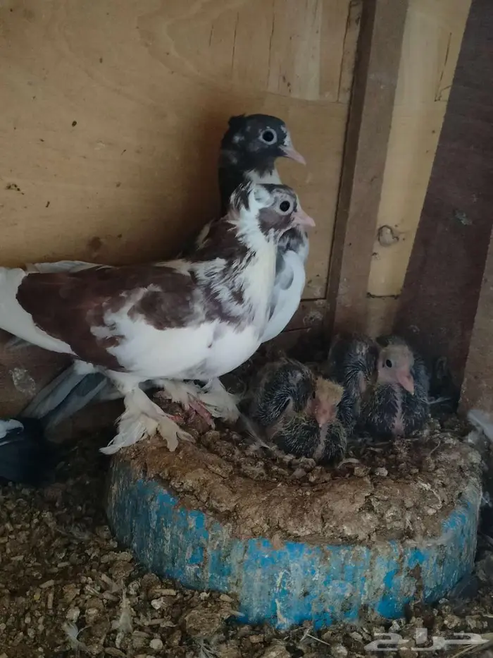 زوجين صنعاوي منتجين اسود و مقنزع مسرول 4