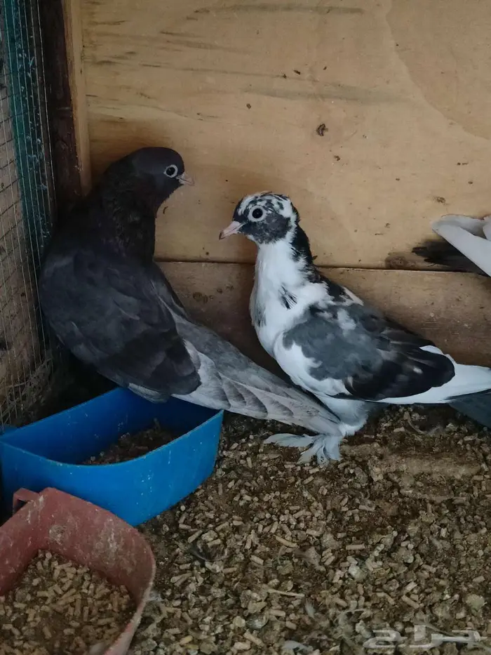 زوجين صنعاوي منتجين اسود و مقنزع مسرول 3