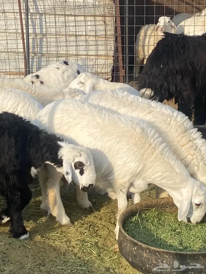 ذبائح طليان طيبه مع الذبح والتوصيل 2