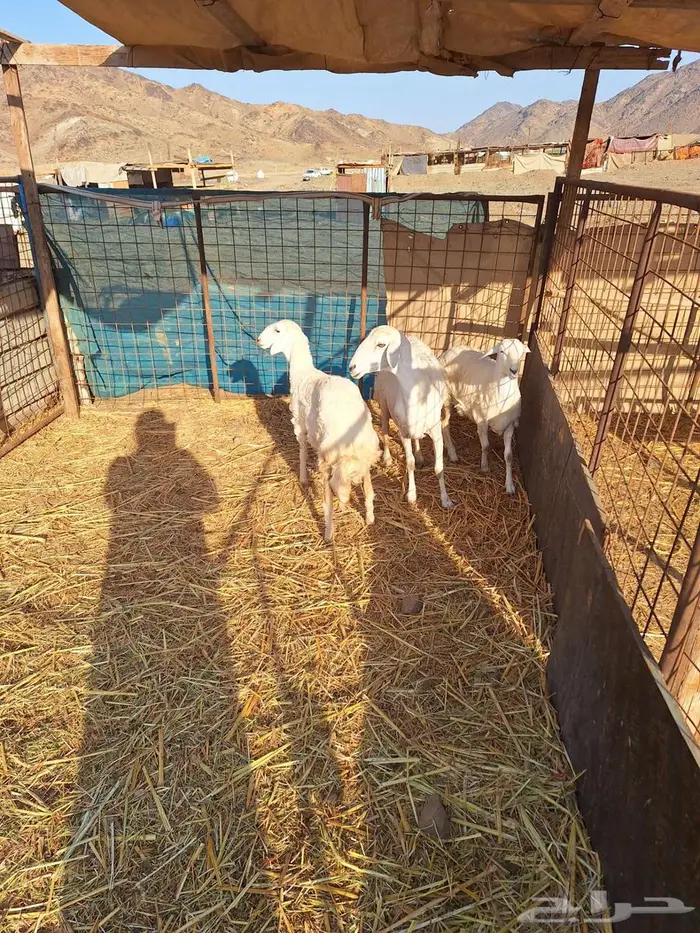 نعجة حرية تحتها 2رخال 0