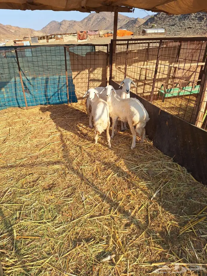 نعجة حرية تحتها 2رخال 1