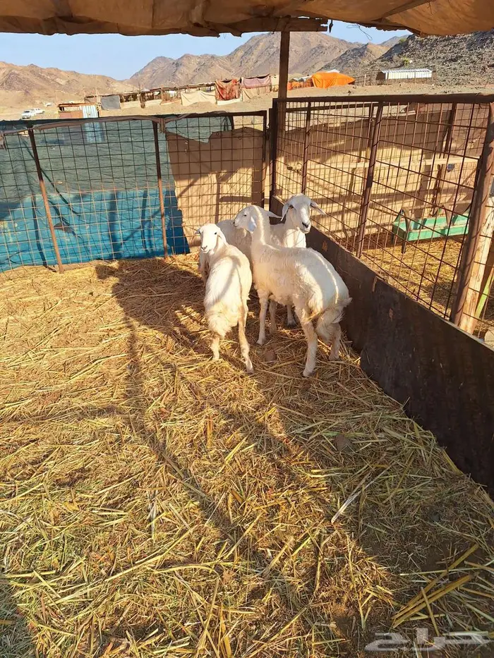 نعجة حرية تحتها 2رخال 3