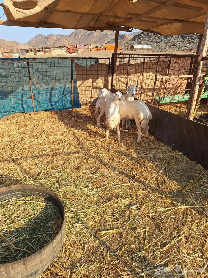 نعجة حرية تحتها 2رخال 2