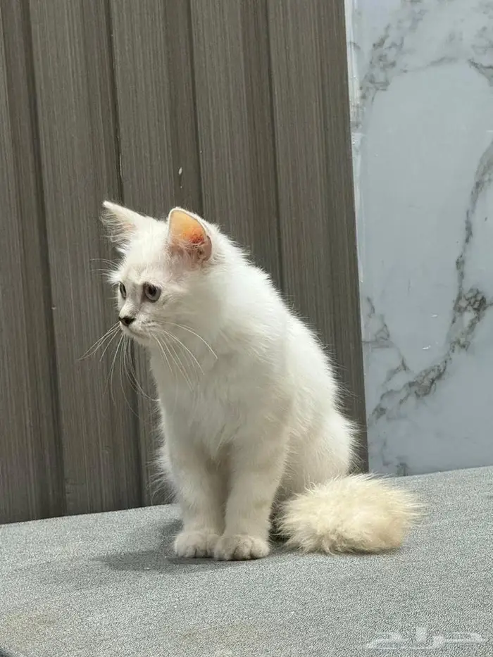 ثلاث قطط شيرازيه للتبني (بدون ملحقات ) 0