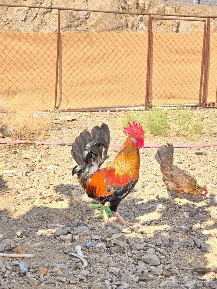 ديك عربي سيافي شرط تلقيح دجاج 3