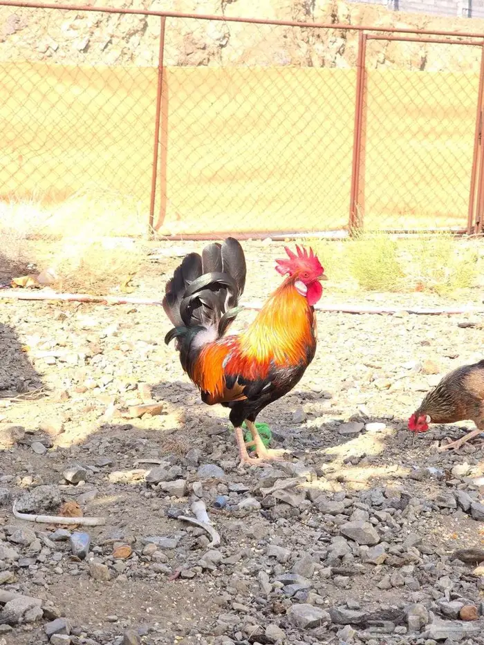 ديك عربي سيافي شرط تلقيح دجاج 0