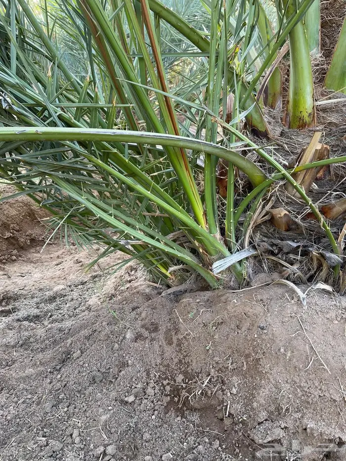 صنو فسايل عجوة 0