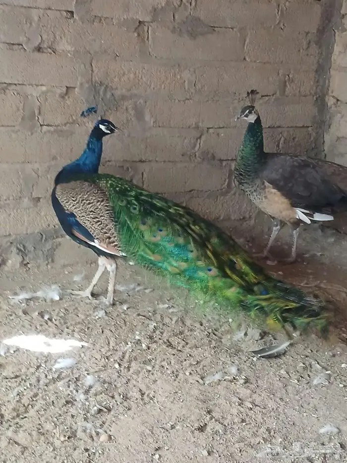 جوز طاؤوس منتج 1