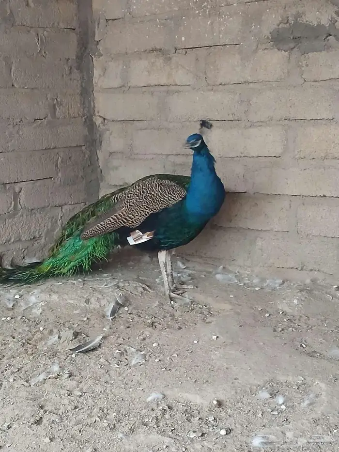 جوز طاؤوس منتج 0