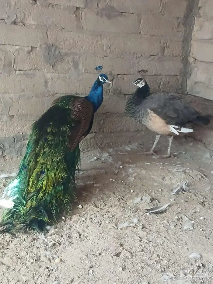 جوز طاؤوس منتج 2