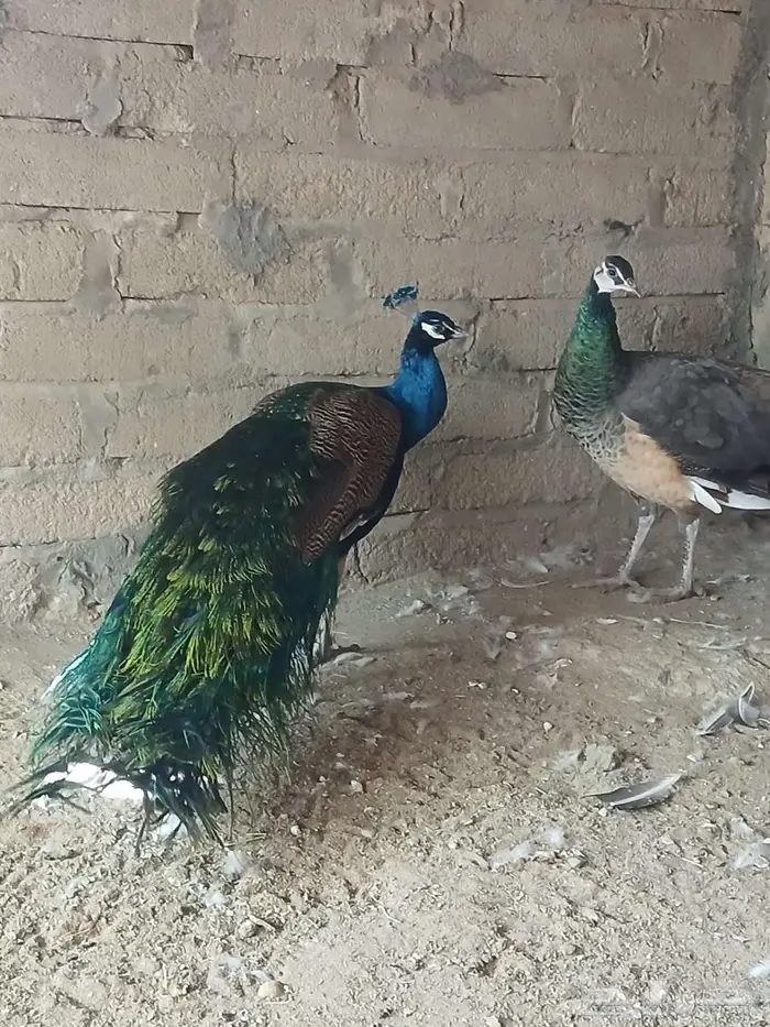 جوز طاؤوس منتج 3