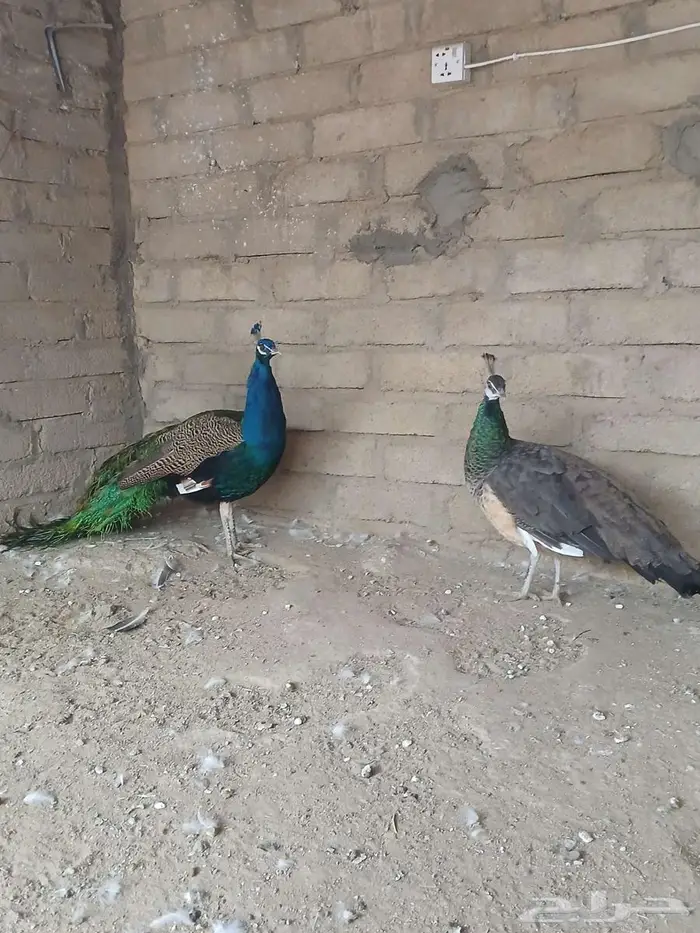 جوز طاؤوس منتج 5