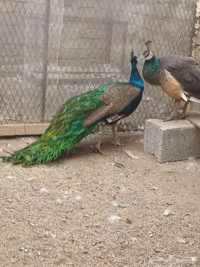 جوز طاؤوس منتج 6