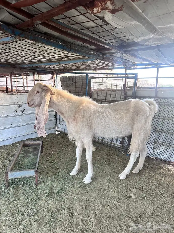 6معزا مطورات قياء 0