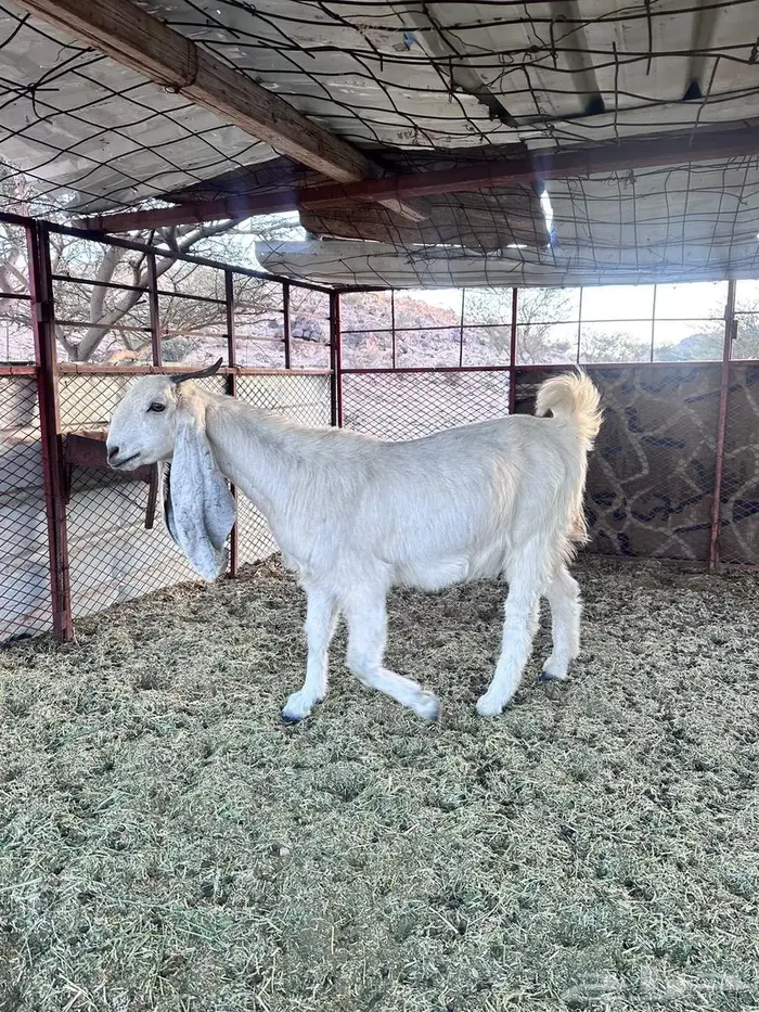 6معزا مطورات قياء 1