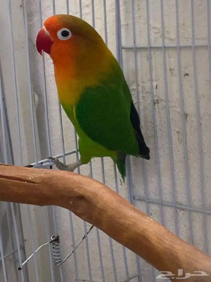 ذكر فيشر محلل DNA 0