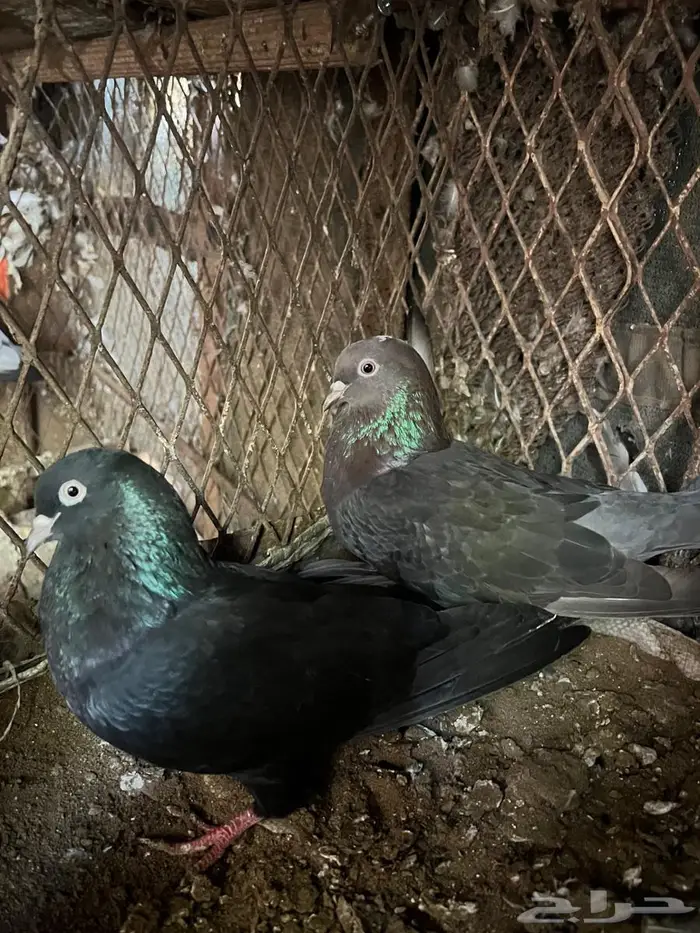 حمام قطايف 1