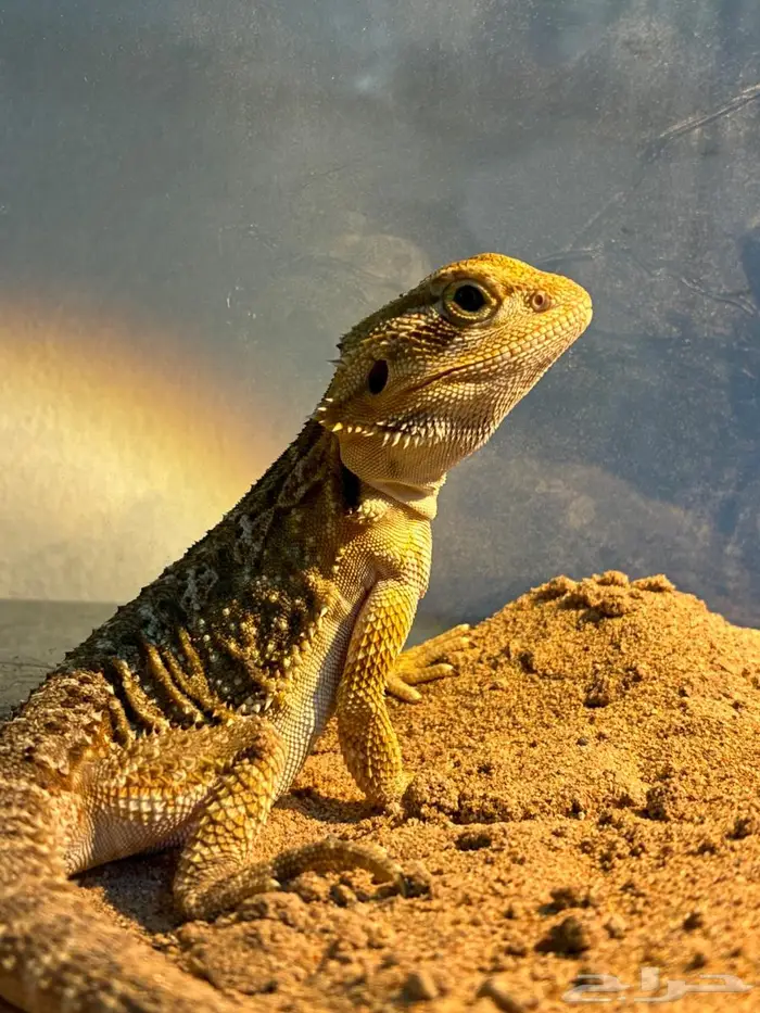 بيرد دراقون 0