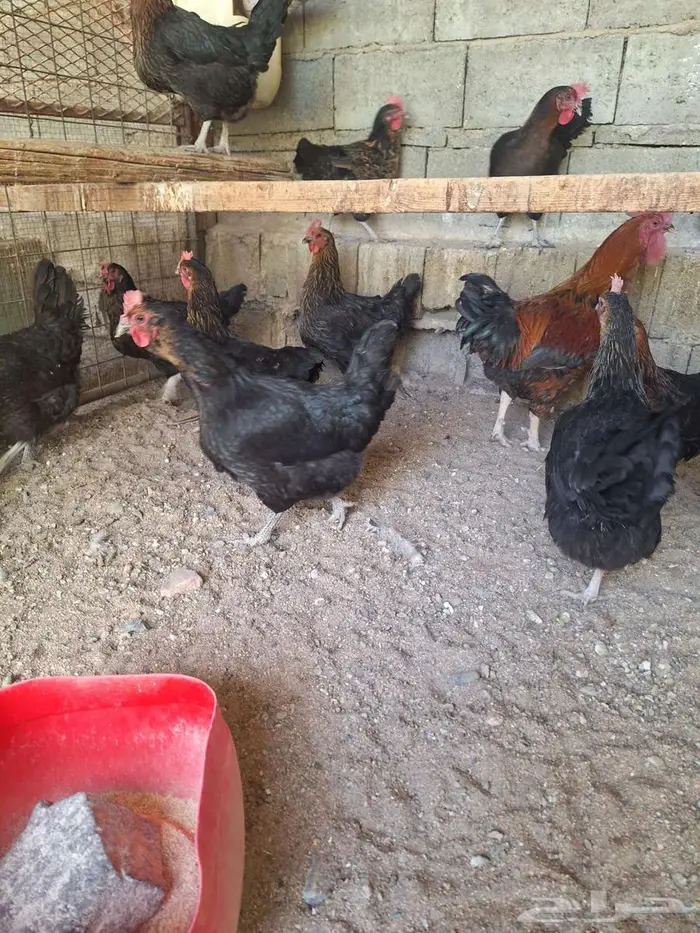 دجاج تركي اسود مستوى فاخر 2